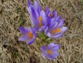 /album/fotogalerie-safran-heuffeluv-crocus-heuffelianus/dsc06683a-jpg/