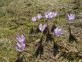/album/fotogalerie-safran-heuffeluv-crocus-heuffelianus/dsc06702a-jpg/
